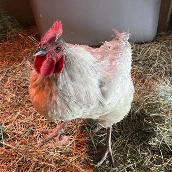 Chicken Birds Available for Adoption in Cheyenne, Wyoming - Luigi | PetCurious