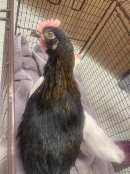 Chicken Birds Available for Adoption in Loveland, Colorado - CHIRP | PetCurious