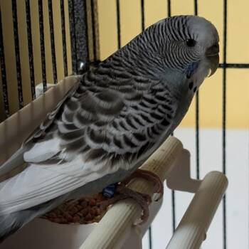 Puffie -  Parakeet Bird for Adoption in Des Moines, Iowa - Puffie | PetCurious