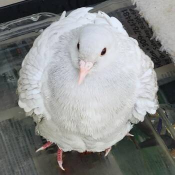 Pigeon Birds Available for Adoption in Chicago, Illinois - Cinder | PetCurious