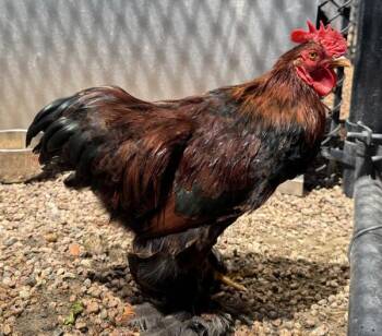 Dorris -  Chicken Bird for Adoption in Golden, Colorado - Dorris | PetCurious