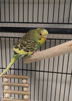 Parakeet Birds Available for Adoption in Leesburg, Virginia - AVOCADO | PetCurious