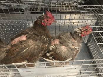 CHIA -  Chicken Bird for Adoption in Loveland, Colorado - CHIA | PetCurious