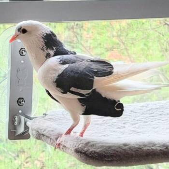 Pigeon Birds Available for Adoption in Chicago, Illinois - Wyatt | PetCurious