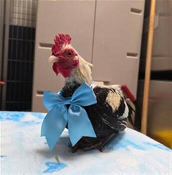 Chicken Birds Available for Adoption in Ames, Iowa - EUGENE | PetCurious