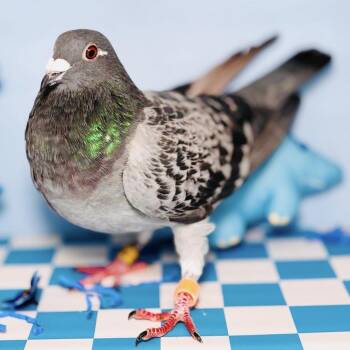 Pigeon Birds Available for Adoption in Chicago, Illinois - Oliver | PetCurious