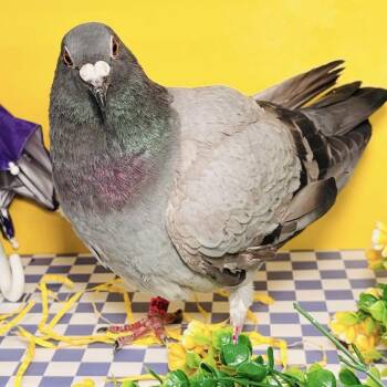 Clover -  Pigeon Bird for Adoption in Chicago, Illinois - Clover | PetCurious