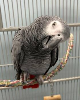 Ozzy -  African Grey Bird for Adoption in South Kingstown, Rhode Island - Ozzy | PetCurious