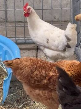 MARLENA -  Chicken Bird for Adoption in Union, Missouri - MARLENA | PetCurious