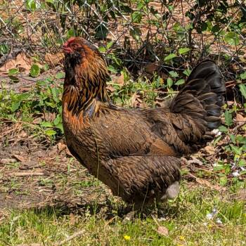 Chicken Birds Available for Adoption in Newport, North Carolina - Penny | PetCurious