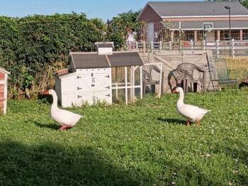 River / Rio -  Goose Bird for Adoption in Eagle Mountain, Utah - River / Rio | PetCurious