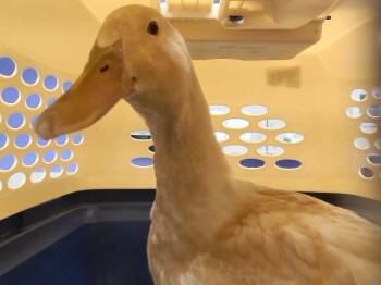 DAFFODIL -  Duck Bird for Adoption in Omaha, Nebraska - DAFFODIL | PetCurious