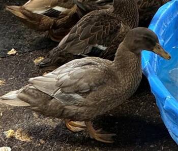 Duck Birds Available for Adoption in Union, Missouri - SNICKERDOODLE | PetCurious