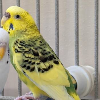 Parakeet Birds Available for Adoption in Kanab, Utah - Gene | PetCurious