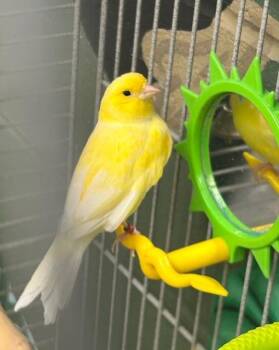 Canary and Finch Birds Available for Adoption in Willmar, Minnesota - Lemon | PetCurious
