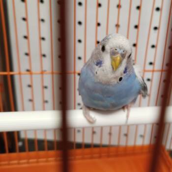 Budgie Budgerigar Birds Available for Adoption in Modesto, California - Corbin | PetCurious