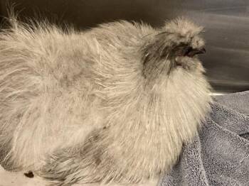 JASON BOURNE -  Chicken Bird for Adoption in Tustin, California - JASON BOURNE | PetCurious