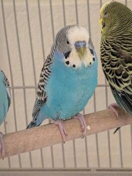 Budgie Budgerigar Birds Available for Adoption in Fairfax, Virginia - Griffin | PetCurious