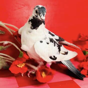 Thing One -  Pigeon Bird for Adoption in Chicago, Illinois - Thing One | PetCurious