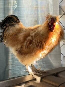 Homer Simpson -  Chicken Bird for Adoption in Roseville, California - Homer Simpson | PetCurious