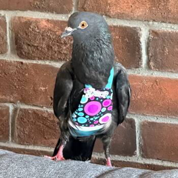 Ramu -  Pigeon Bird for Adoption in Chicago, Illinois - Ramu | PetCurious