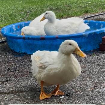 Dolly -  Duck Bird for Adoption - Dolly | PetCurious