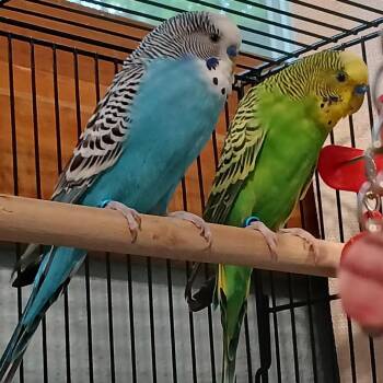 Pickles -  Parakeet Bird for Adoption in Grand Rapids, Minnesota - Pickles | PetCurious