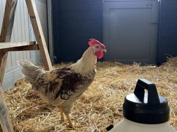 FRECKLES -  Chicken Bird for Adoption in Loveland, Colorado - FRECKLES | PetCurious