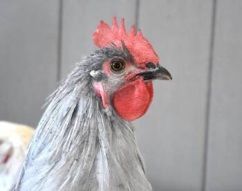GLEN -  Chicken Bird for Adoption in Loveland, Colorado - GLEN | PetCurious