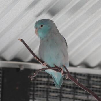 Parrotlet Birds Available for Adoption in Kanab, Utah - Poseidon | PetCurious
