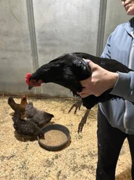 NAOMI* -  Chicken Bird for Adoption in Santa Cruz, California - NAOMI* | PetCurious