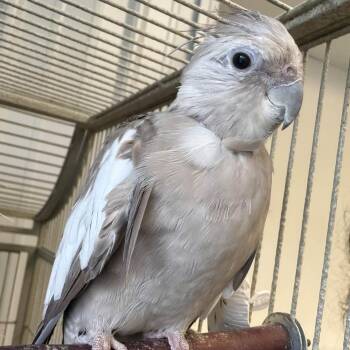 Baby -  Cockatiel Bird for Adoption in Alma, Michigan - Baby | PetCurious