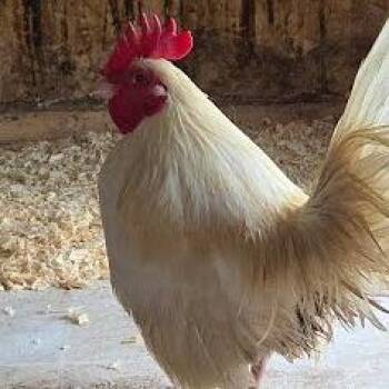 Chicken Birds Available for Adoption in Lyndhurst, Virginia - SVAS-Stray-38690 | PetCurious