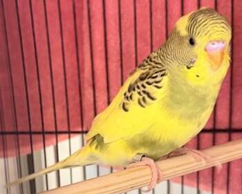 Ohara -  Budgie Budgerigar Bird Available for Adoption in Fairfax, Virginia - Ohara | PetCurious
