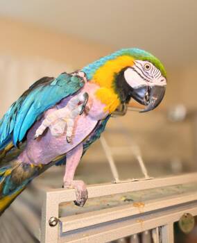 Macaw Birds Available for Adoption - Cara | PetCurious