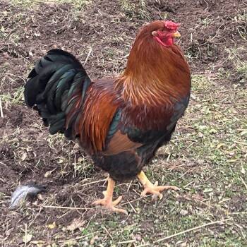 Lucky -  Chicken Bird for Adoption in Quakertown, Pennsylvania - Lucky | PetCurious