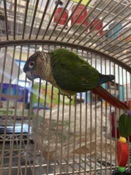Anise -  Conure Bird for Adoption in Lowell, Massachusetts - Anise | PetCurious