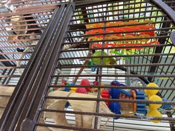 Parakeet Birds Available for Adoption in Atlantic Highlands, New Jersey - May & June | PetCurious