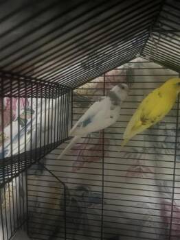 Parakeet Birds Available for Adoption in Montreal, Quebec - Myrtle | PetCurious