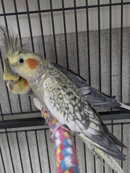 ELAINE -  Cockatiel Bird for Adoption in Boston, Massachusetts - ELAINE | PetCurious