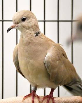 Oboe -  Dove Bird for Adoption in Stratham, New Hampshire - Oboe | PetCurious