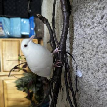 Daisy (Anchorage) -  Dove Bird for Adoption in Anchorage, Alaska - Daisy (Anchorage) | PetCurious