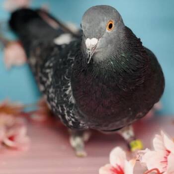 Cha-Cha -  Pigeon Bird for Adoption in Chicago, Illinois - Cha-Cha | PetCurious