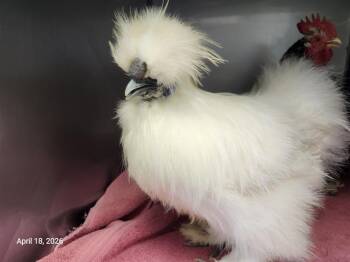 Chicken Birds Available for Adoption in Santa Cruz, California - DUMPLING | PetCurious