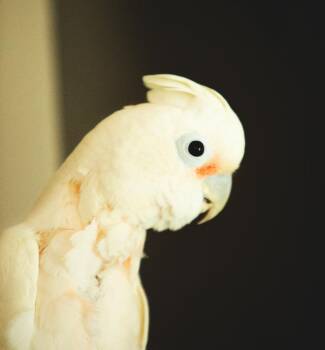 Taz -  Cockatoo Bird for Adoption in Ballwin, Missouri - Taz | PetCurious