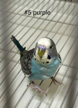 Budgie Budgerigar Birds Available for Adoption in Fairfax, Virginia - Djinn | PetCurious