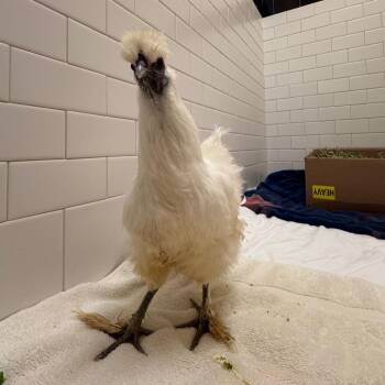 Elizabeth Feathercoop -  Chicken Bird for Adoption in Pittsburgh, Pennsylvania - Elizabeth Feathercoop | PetCurious