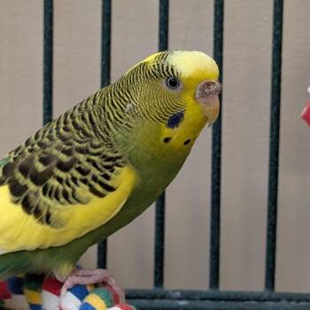 Parakeet Birds Available for Adoption in Kanab, Utah - Marge | PetCurious