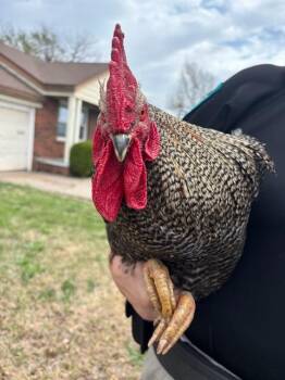 Chicken Birds Available for Adoption - A470776 | PetCurious