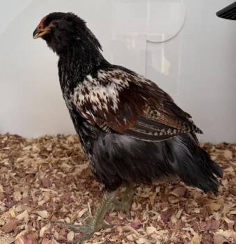 Chicken Birds Available for Adoption in Golden, Colorado - Skittles | PetCurious